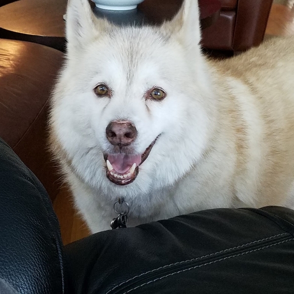 Meet your Posher, Celeste - Picture 2 of 4